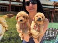 Golden retriver yavrularım sağlık ve ırk garantilidir 