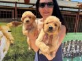 Golden retriver yavrularım sağlık ve ırk garantilidir 