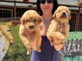 Golden retriver yavrularım sağlık ve ırk garantilidir 