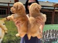Golden retriver yavrularım sağlık ve ırk garantilidir 