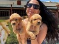 Golden retriver yavrularım sağlık ve ırk garantilidir 