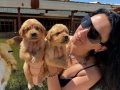 Golden retriver yavrularım sağlık ve ırk garantilidir 
