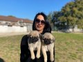 Pug yavrularım sağlık ve ırk garantilidir 