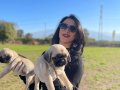 Pug yavrularım sağlık ve ırk garantilidir 
