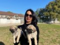 Pug yavrularım sağlık ve ırk garantilidir 