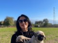 Pug yavrularım sağlık ve ırk garantilidir 