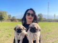 Pug yavrularım sağlık ve ırk garantilidir 