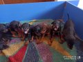 Doberman yavrularım sağlık ve ırk garantilidir 