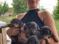 Doberman yavrularım sağlık ve ırk garantilidir 