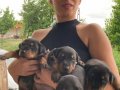 Doberman yavrularım sağlık ve ırk garantilidir 