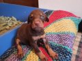 Doberman yavrularım sağlık ve ırk garantilidir 