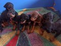 Doberman yavrularım sağlık ve ırk garantilidir 