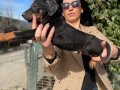 Doberman yavrularım sağlık ve ırk garantilidir 