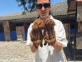 Toy poddle yavrularım sağlık ve ırk garantilidir 