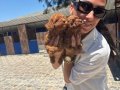 Toy poddle yavrularım sağlık ve ırk garantilidir 