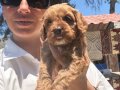 Maltipoo yavrularım sağlık ve ırk garantilidir 