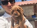 Maltipoo yavrularım sağlık ve ırk garantilidir 
