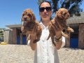 Maltipoo yavrularım sağlık ve ırk garantilidir 