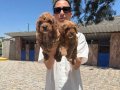 Maltipoo yavrularım sağlık ve ırk garantilidir 