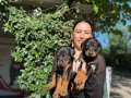 Doberman yavrularım sağlıkla ve garantilidir