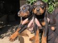 Doberman yavrularım sağlıkla ve garantilidir