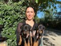Doberman yavrularım sağlıkla ve garantilidir