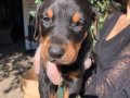 Doberman yavrularım sağlıkla ve garantilidir