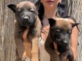 Belçika kurdu malinois yavrular ırk ve sağlık garantili 