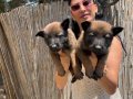 Belçika kurdu malinois yavrular ırk ve sağlık garantili 