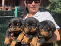 Rotweiller FCI Scrli yavrularım mevcuttur 