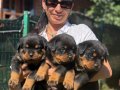 Rotweiller FCI Scrli yavrularım mevcuttur 