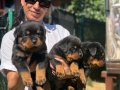 Rotweiller FCI Scrli yavrularım mevcuttur 