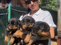 Rotweiller FCI Scrli yavrularım mevcuttur 