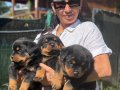 Rotweiller FCI Scrli yavrularım mevcuttur 