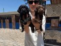 Labrador retriver yavrularım sağlık ve ırk garantilidir 