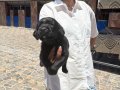 Labrador retriver yavrularım sağlık ve ırk garantilidir 