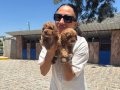 Maltipoo yavrularım sağlık ve ırk garantilidir 