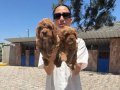 Maltipoo yavrularım sağlık ve ırk garantilidir 
