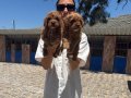 Maltipoo yavrularım sağlık ve ırk garantilidir 