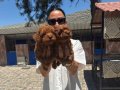 Toy poddle yavrularım sağlık ve ırk garantilidir 