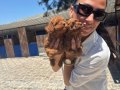 Toy poddle yavrularım sağlık ve ırk garantilidir 