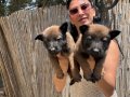 Belçika kurdu Malinois yavrularım sağlık ve ırk garantilidir