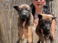 Belçika kurdu Malinois yavrularım sağlık ve ırk garantilidir