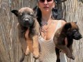 Belçika kurdu Malinois yavrularım sağlık ve ırk garantilidir
