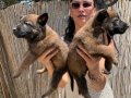 Belçika kurdu Malinois yavrularım sağlık ve ırk garantilidir