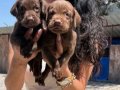 Labrador retriver yavrularım sağlık ve ırk garantilidir 