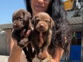 Labrador retriver yavrularım sağlık ve ırk garantilidir 