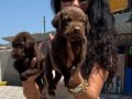 Labrador retriver yavrularım sağlık ve ırk garantilidir 