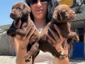 Labrador retriver yavrularım sağlık ve ırk garantilidir 