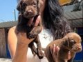 Labrador retriver yavrularım sağlık ve ırk garantilidir 